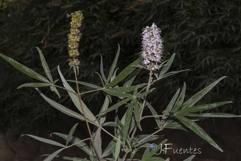 Vitex agnus castus.17