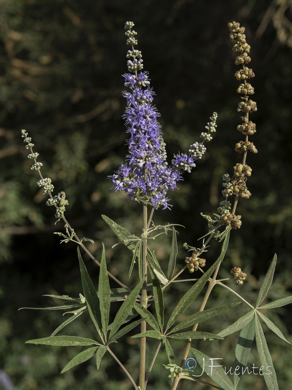 Vitex agnus castus.20