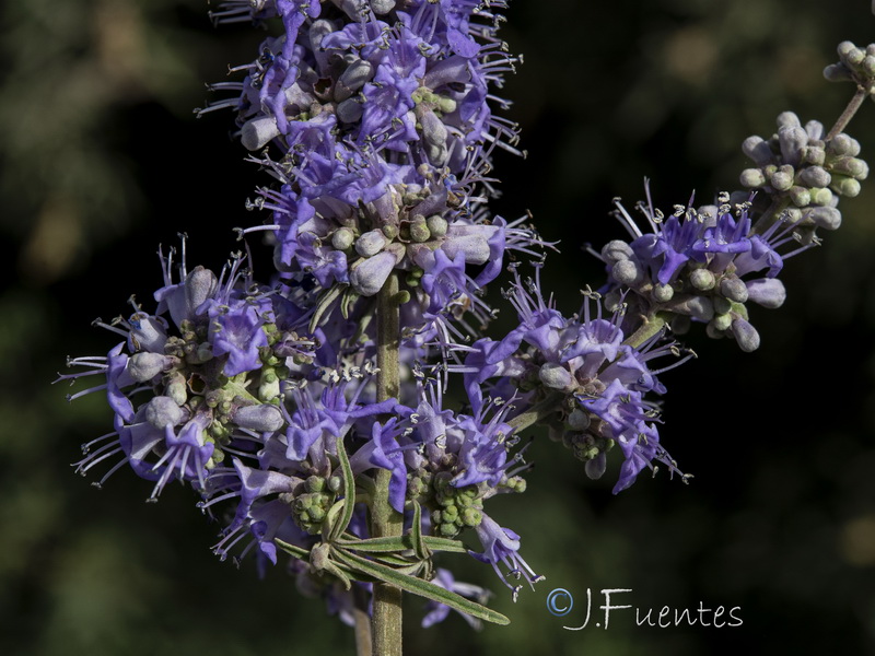 Vitex agnus castus.21
