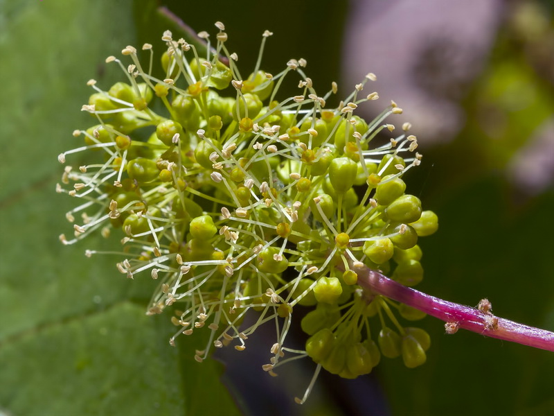 Vitis vinifera.08