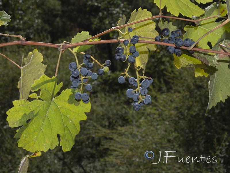 Vitis vinifera sylvestris.02