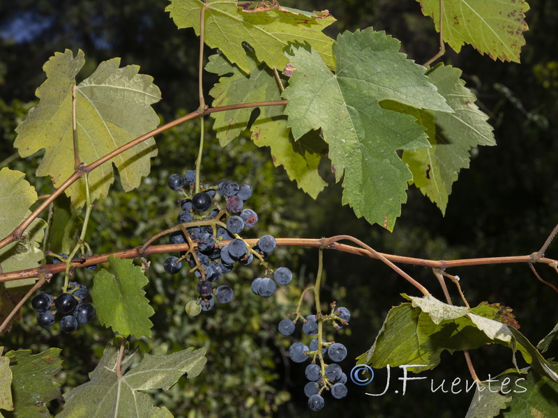 Vitis vinifera sylvestris.03