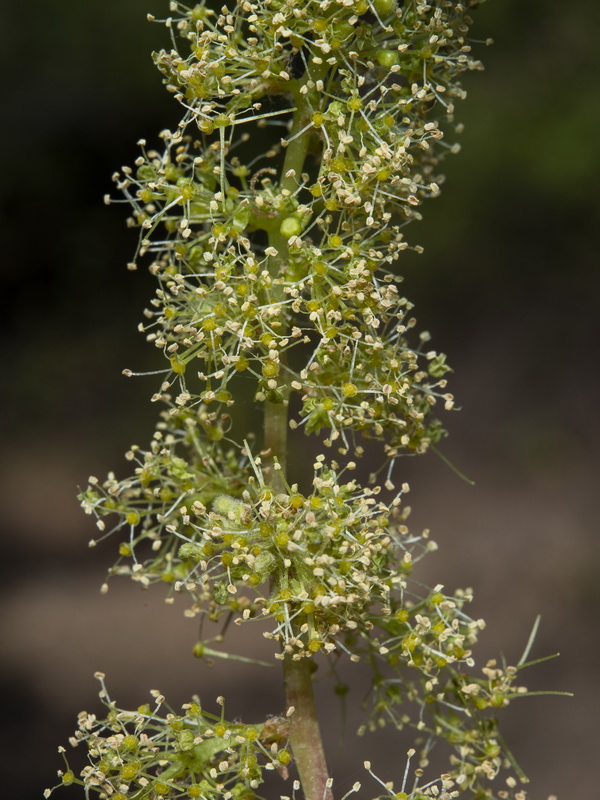 Vitis vinifera sylvestris.04