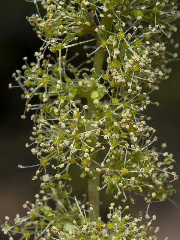 Vitis vinifera sylvestris.05