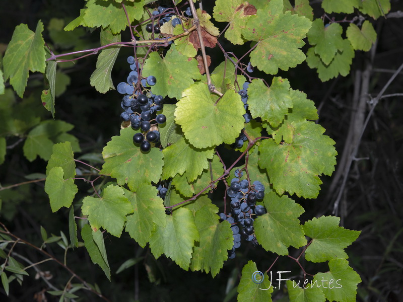 Vitis vinifera sylvestris.06