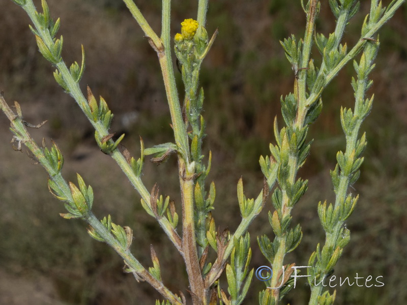 Vogtia annua.10
