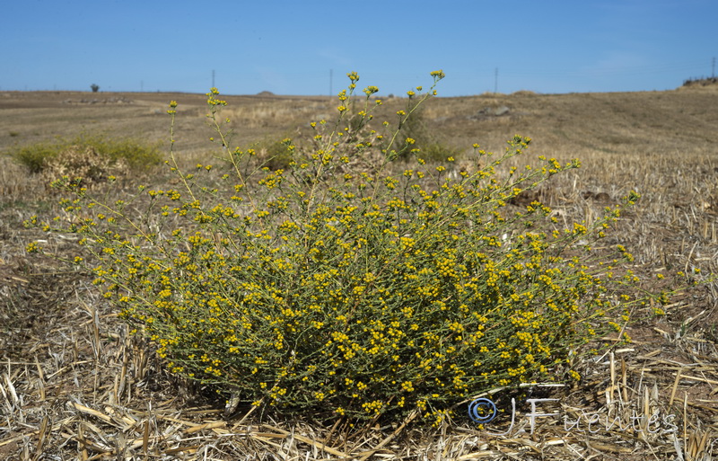 Vogtia microphylla.02