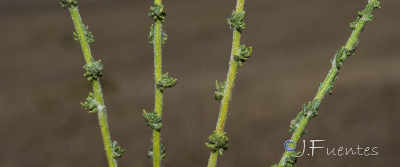 Vogtia microphylla.10