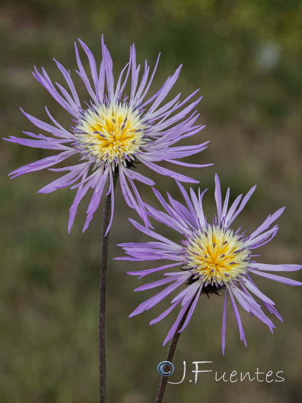 Volutaria muricata.19