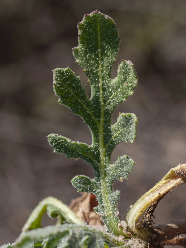 Volutaria tubuliflora.04