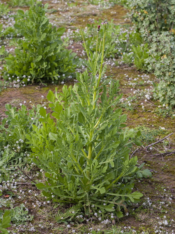 Volutaria tubuliflora.06