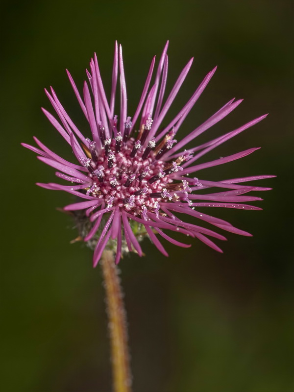 Volutaria tubuliflora.12