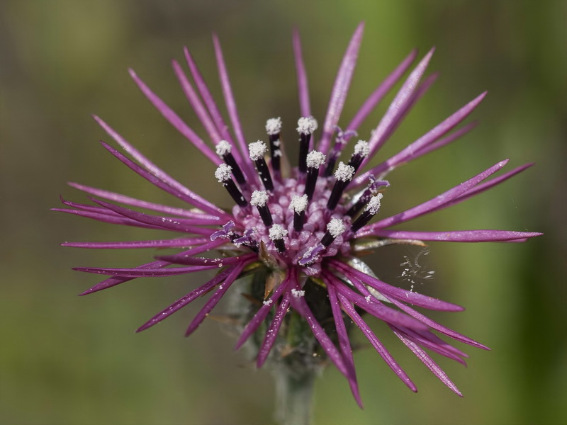 Volutaria tubuliflora.13