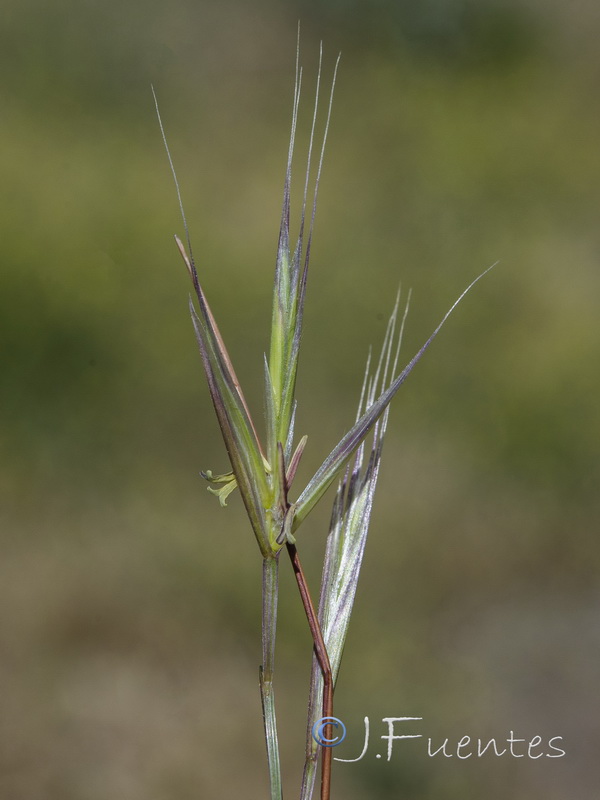 Vulpia alopecuros.05