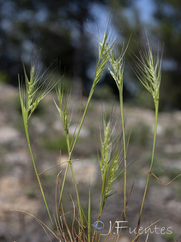 Vulpia membranacea.02