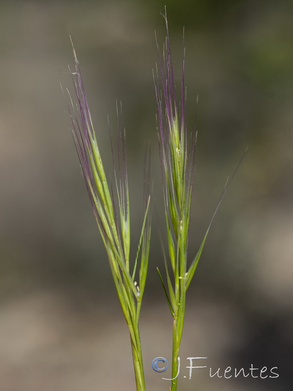 Vulpia membranacea.10