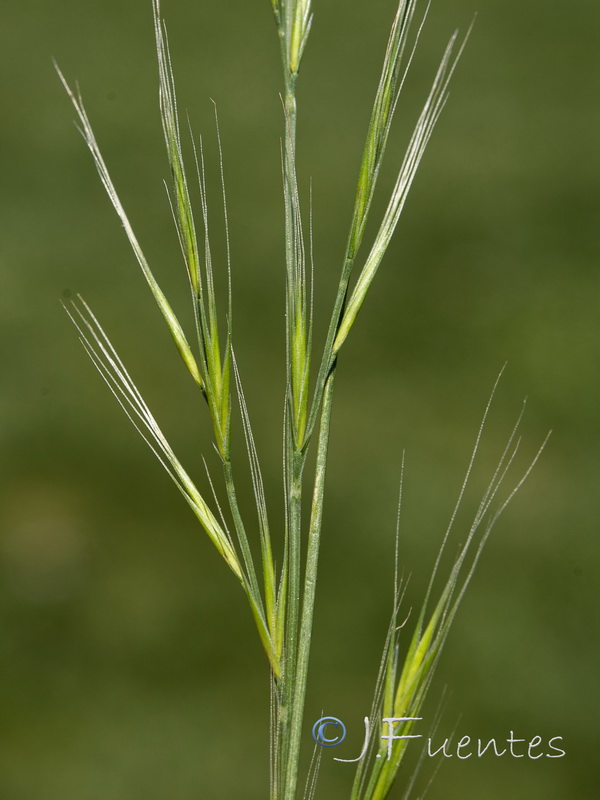 Vulpia muralis.04