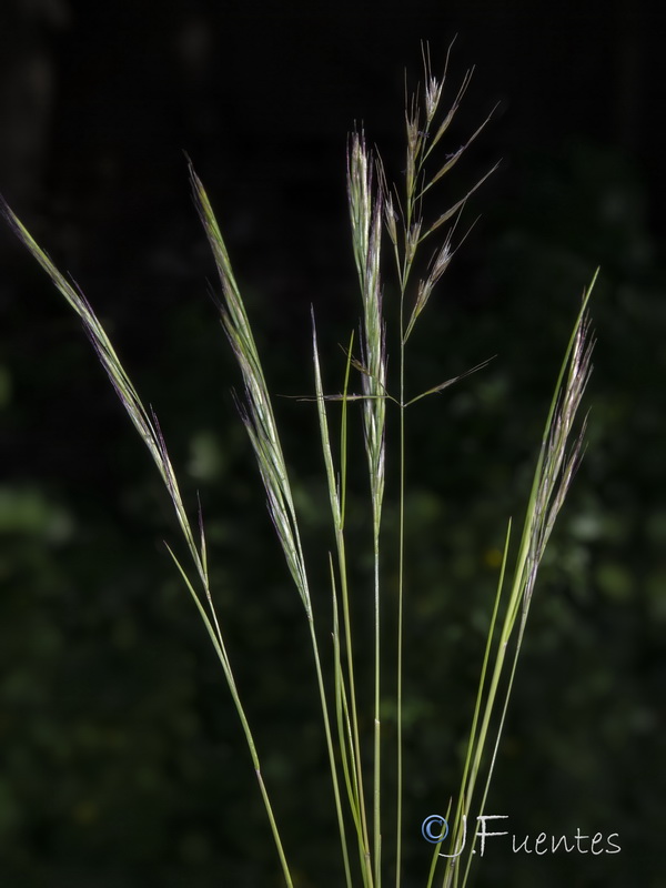 Vulpia muralis.05