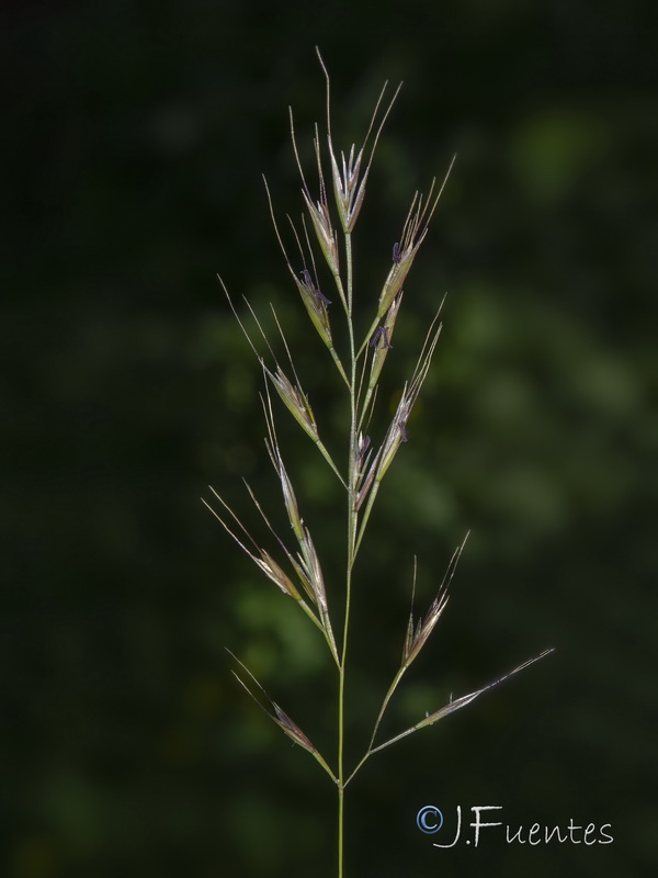 Vulpia muralis.06