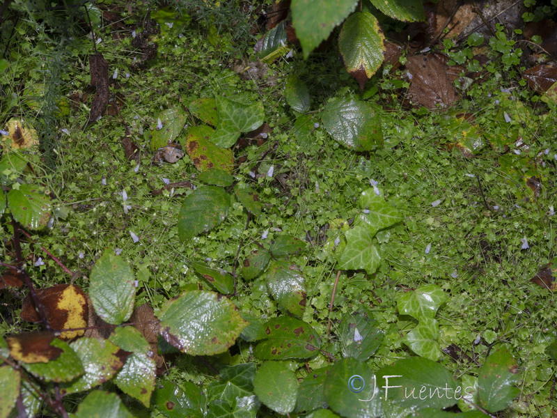 Wahlenbergia hederacea.01
