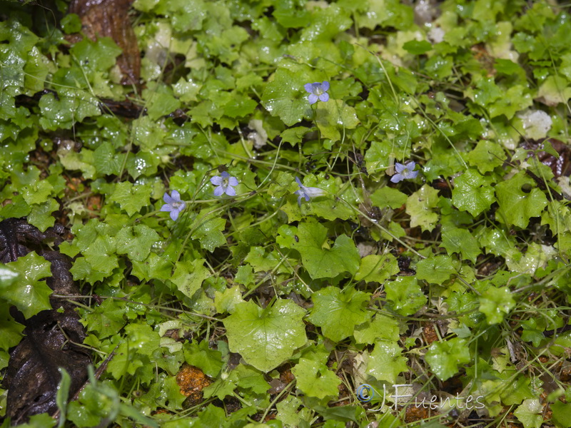 Wahlenbergia hederacea.02