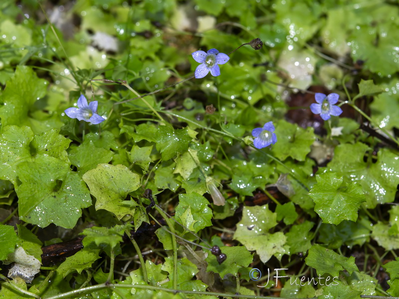 Wahlenbergia hederacea.03
