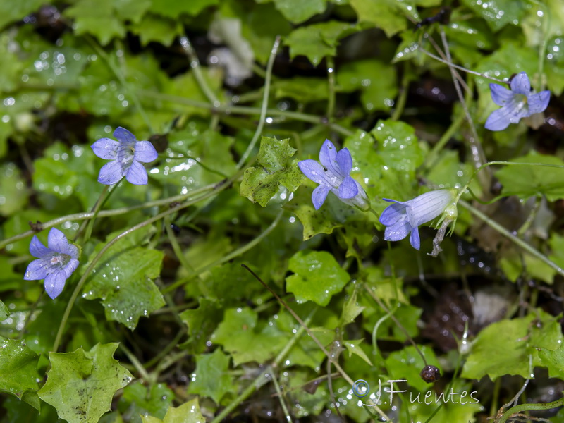 Wahlenbergia hederacea.04