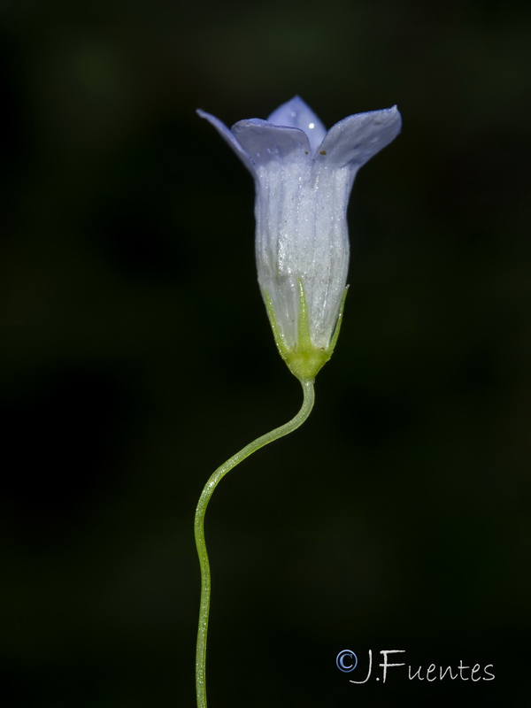 Wahlenbergia hederacea.05