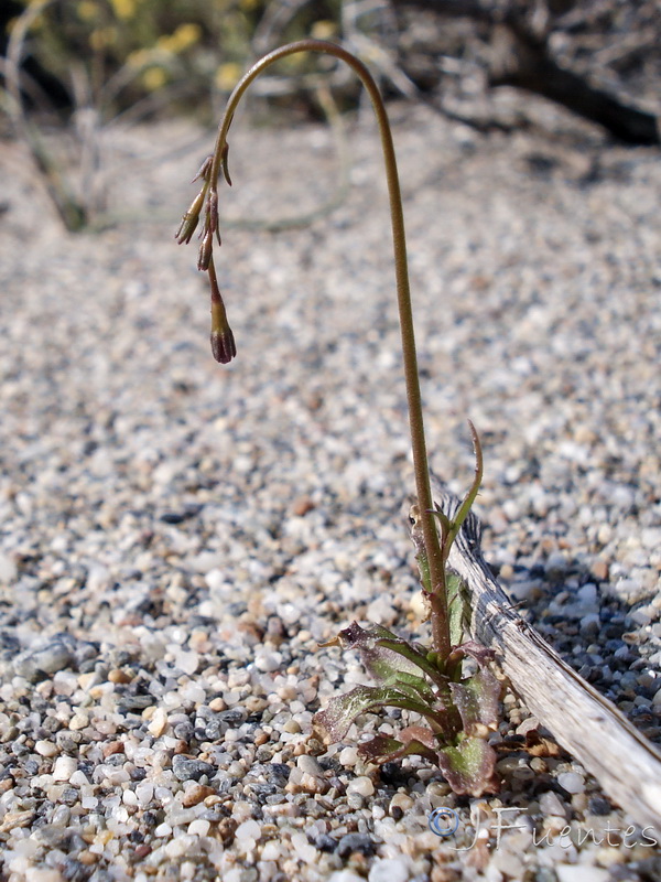 Wahlenbergia lobeloides nutabunda.03