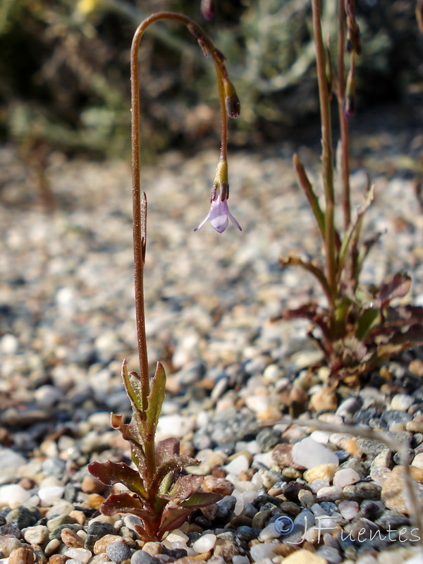 Wahlenbergia lobeloides nutabunda.04