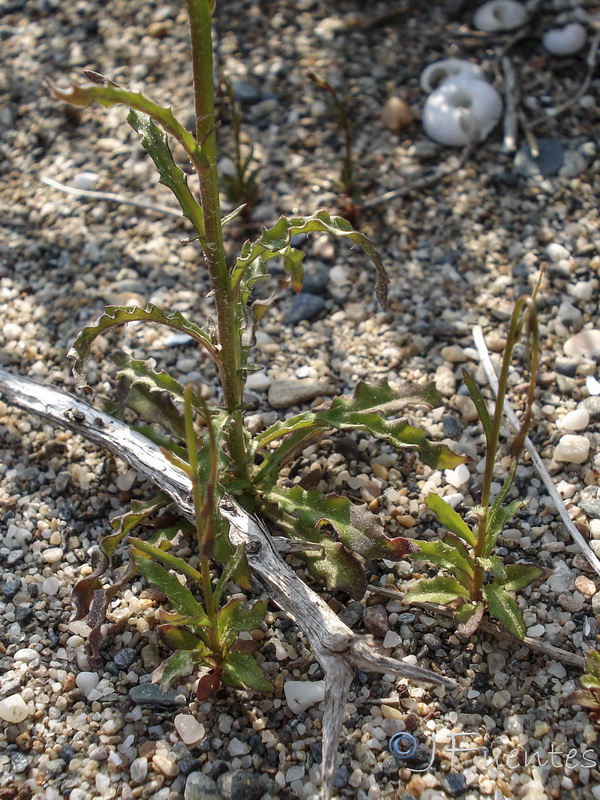 Wahlenbergia lobeloides nutabunda.05