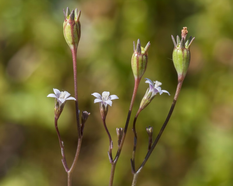 Wahlenbergia lobeloides nutabunda.07