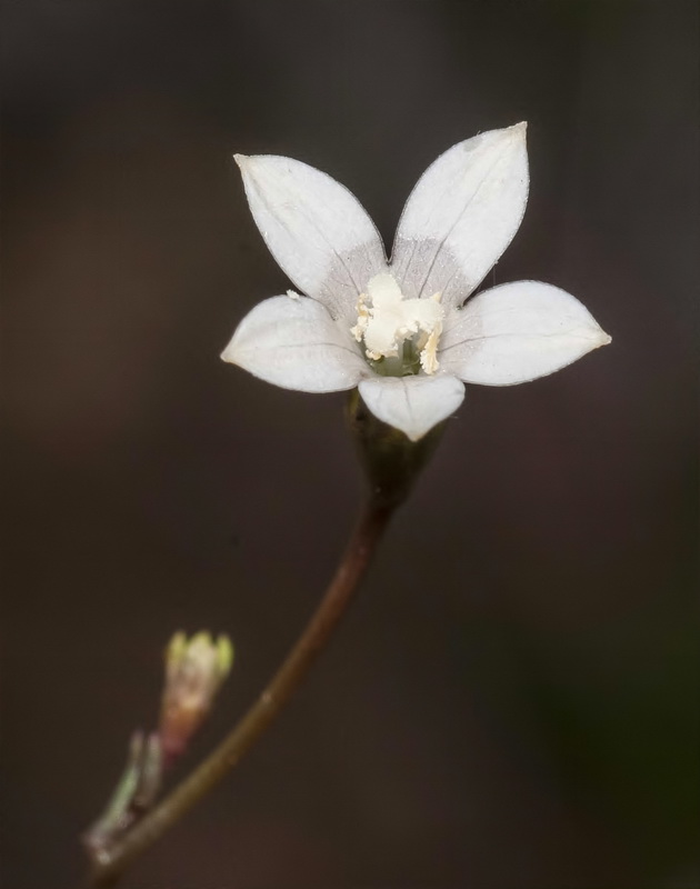 Wahlenbergia lobeloides nutabunda.08