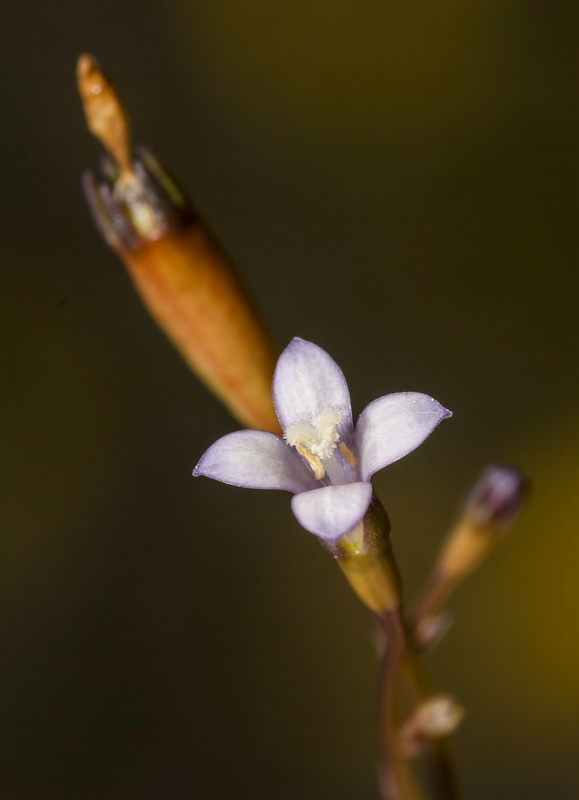 Wahlenbergia lobeloides nutabunda.09