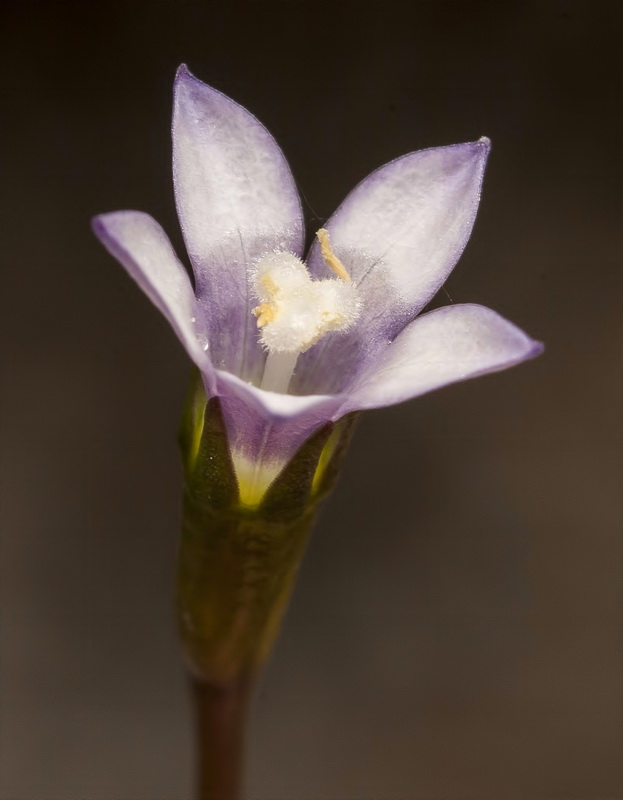 Wahlenbergia lobeloides nutabunda.10