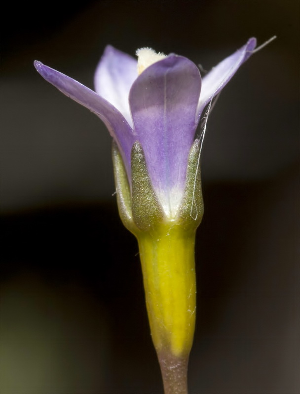 Wahlenbergia lobeloides nutabunda.11