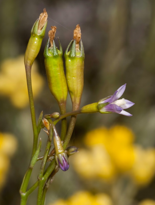 Wahlenbergia lobeloides nutabunda.12