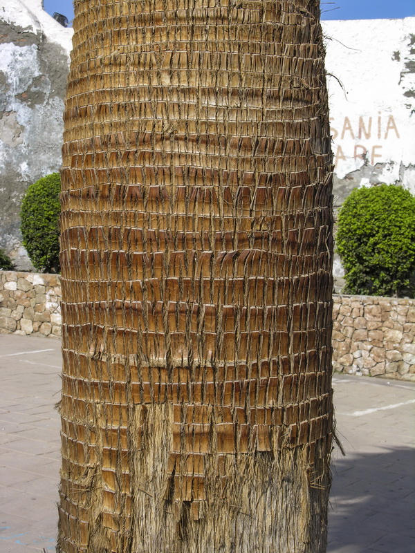 Washingtonia filifera 2.02