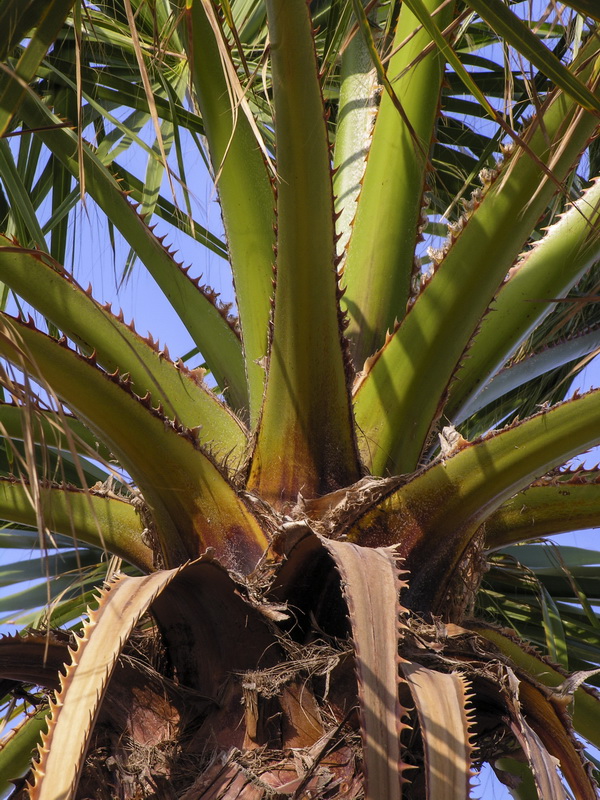 Washingtonia filifera 2.03
