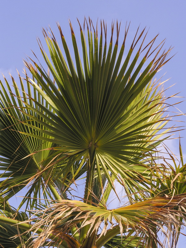 Washingtonia filifera 2.05