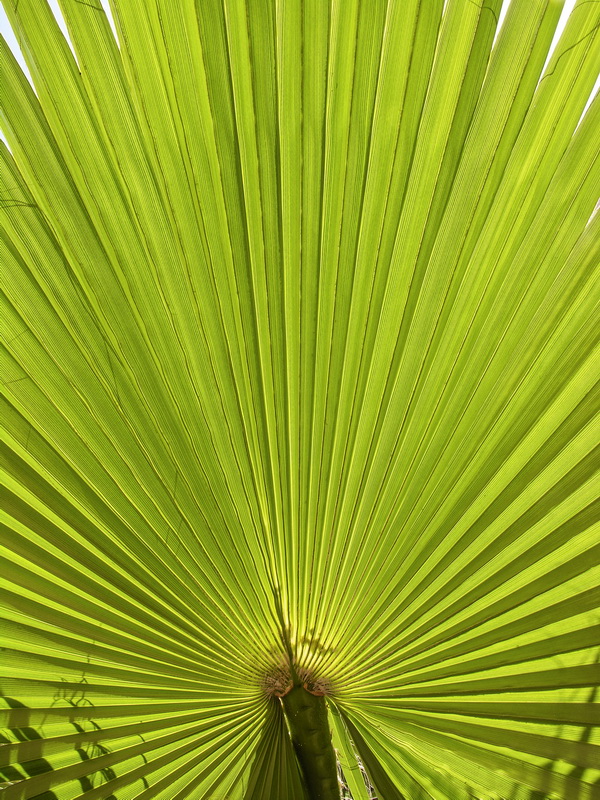 Washingtonia filifera 2.06