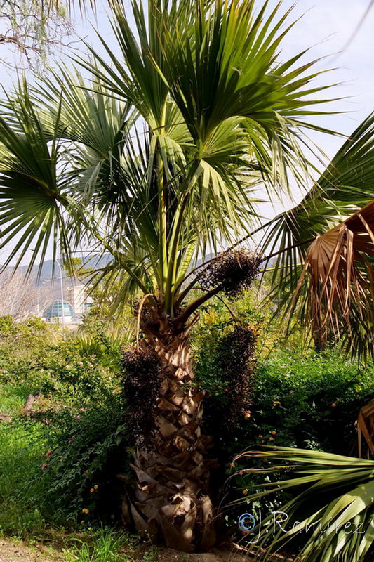 Washingtonia filifera 2.08