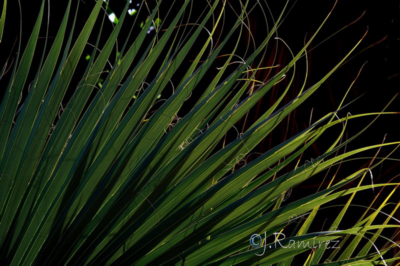 Washingtonia filifera 2.10