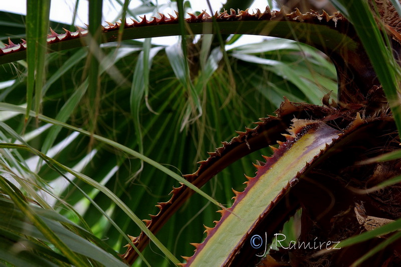 Washingtonia filifera 2.11