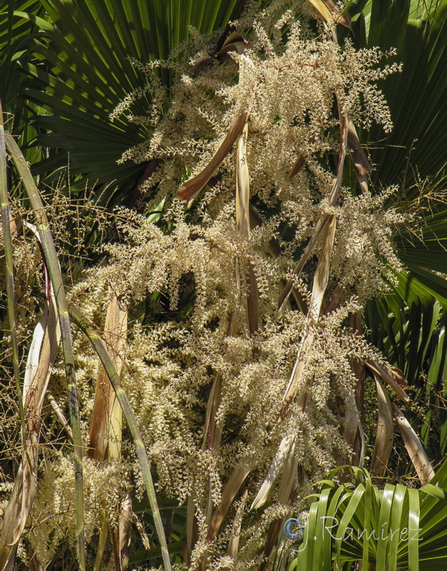 Washingtonia filifera 2.13