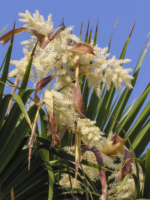 Washingtonia filifera.08