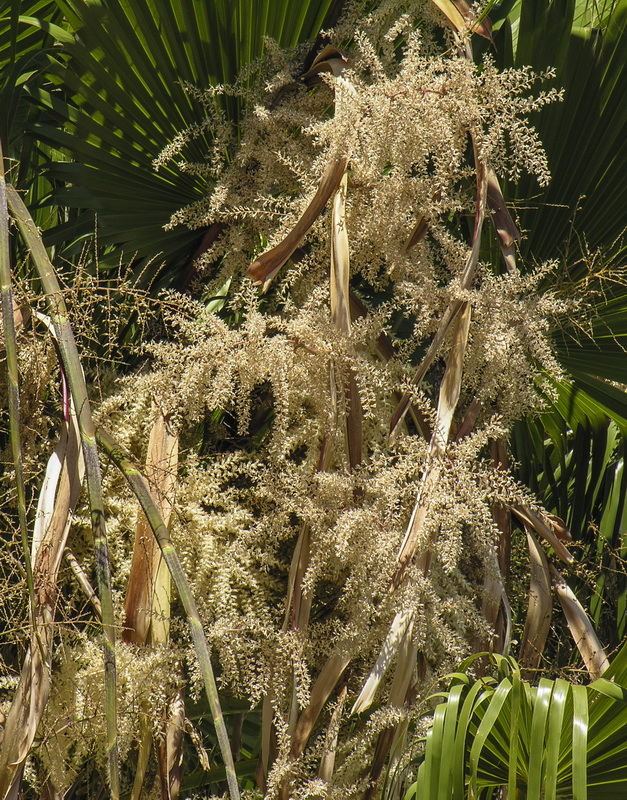 Washingtonia filifera.09