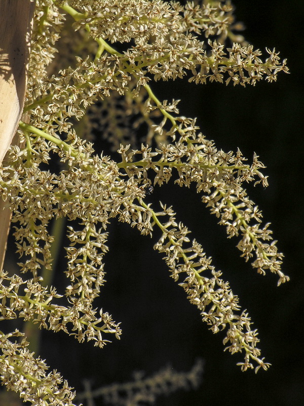 Washingtonia filifera.10
