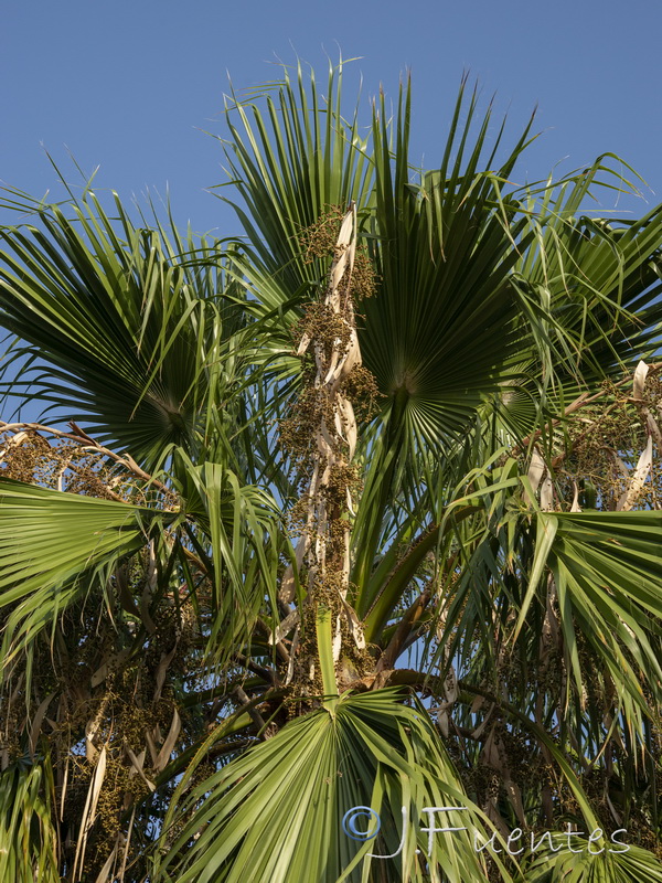 Washingtonia filifera.14
