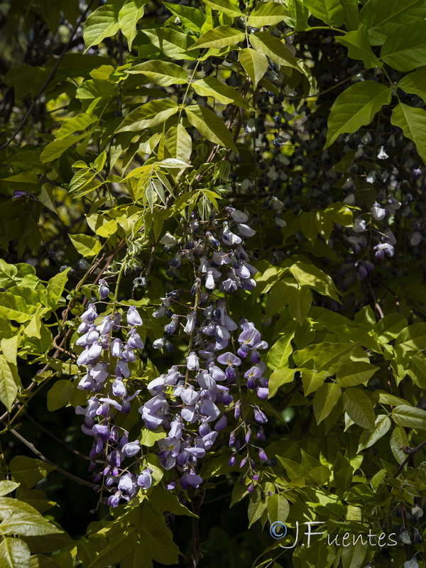 Wisteria floribunda.01